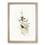 White-Eared Grass Finch Birds by Elizabeth Gould - Picture Frame Painting Print-55612059-55612060