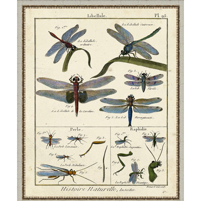 " Histoire Naturelle Insects I "