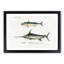 Fish Illustrations PL. 9 by Charles d' Orbigny - Picture Frame Graphic Art Print-55609444-55609448