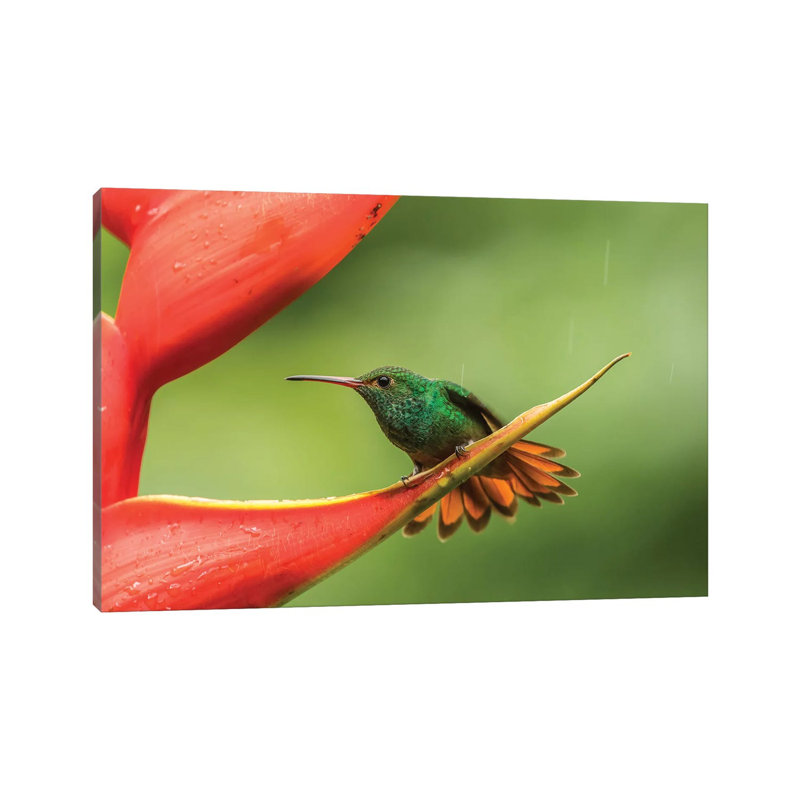 Costa Rica, Sarapiqui River Valley. Rufous-Tailed Hummingbird On Heliconia Plant. by Jaynes Gallery - Wrapped Canvas Print