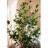 Artificial Bay Tree Green Plant Pot