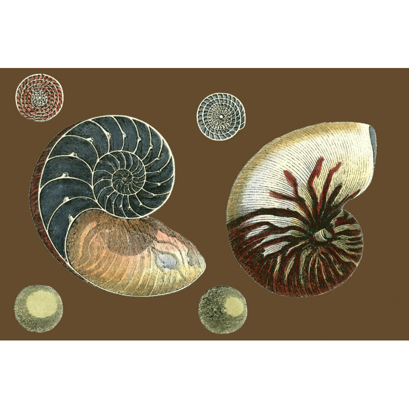 Shells On Cocoa I - Wrapped Canvas Print, 20cm H x 30cm W
