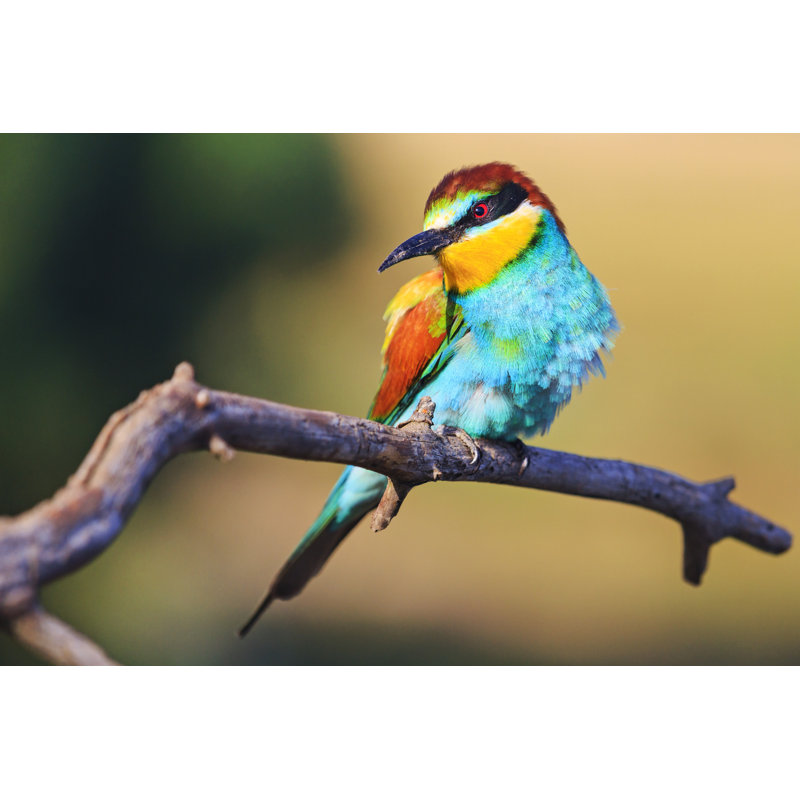 Oiseau exotique - photographie sur toile tendue, H 12 po x l 18 po