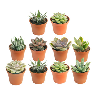 10 Piece Costa Farms Live Mini Succulent Low Maintenance Plant in Plastic Nursery Pot