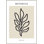 Foglia Botanica 3 Print by Romina Gadler