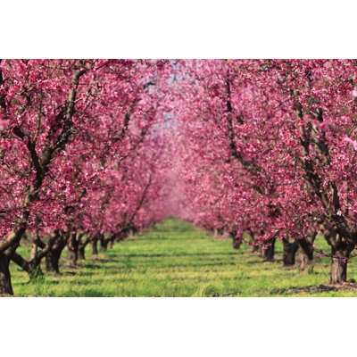 " Cherry Orchard In Spring "