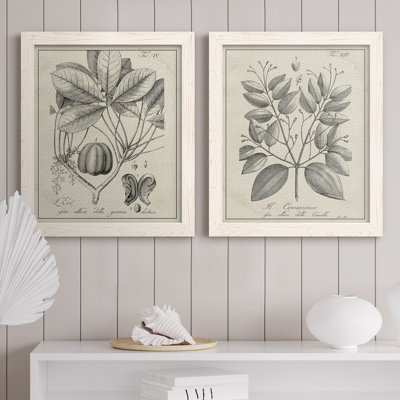 " Antique Black And White Botanical VI " 2 - Pieces Painting Print