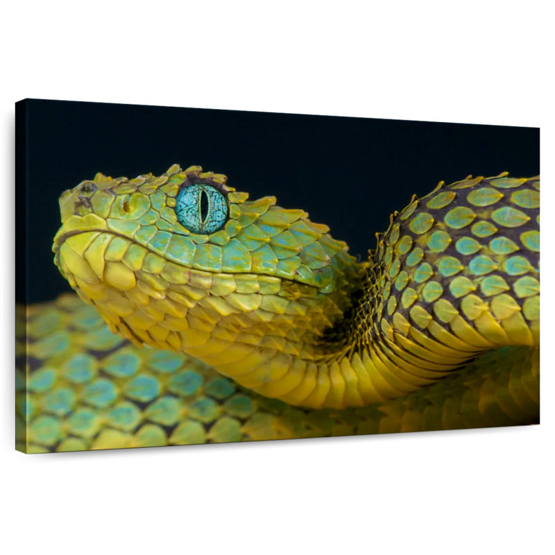 African Bush Viper, 26" H x 39" W