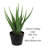 Faux Aloe Succulent in Plastic Pot-1381680579