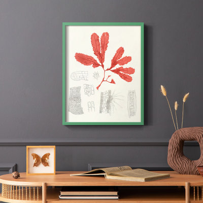 «Vintage Coral Study II», reproduction encadrée - bois massif