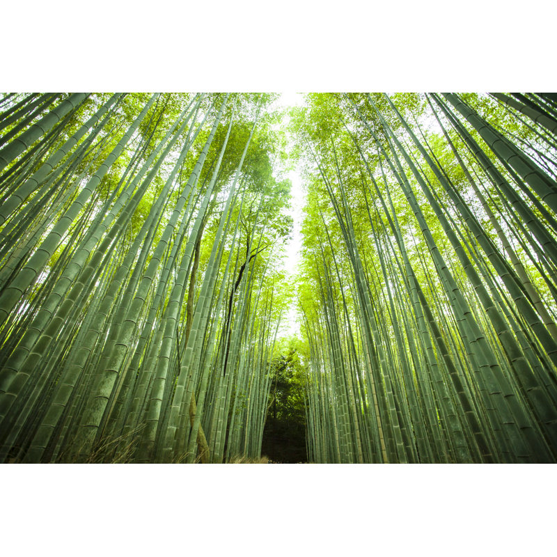 Path In The Middle Of Bamboo Forest by Portishead1 - Wrapped Canvas Print, 61cm H x 91cm W