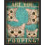 «Are You Pooping» sur-98299381-98299382
