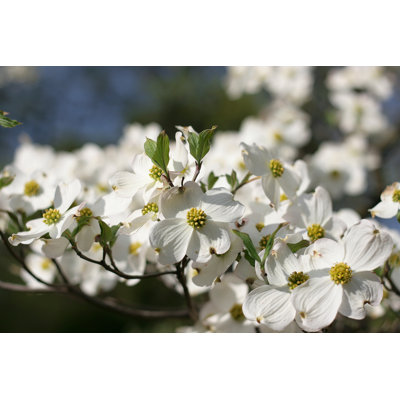 " Dogwood Blossom " by Jasmineimage