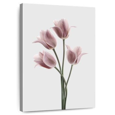 Harnek tulipes rose
