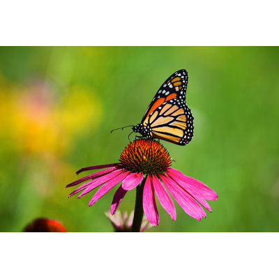 Derriana " Monarch Butterfly "