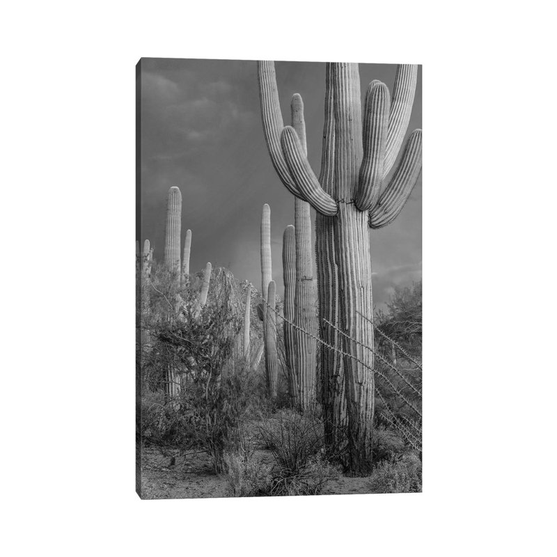 Saguaro Cacti, Tucson Mountains, Arizona by Tim Fitzharris - No Frame Gallery-Wrapped Canvas Giclée on Canvas