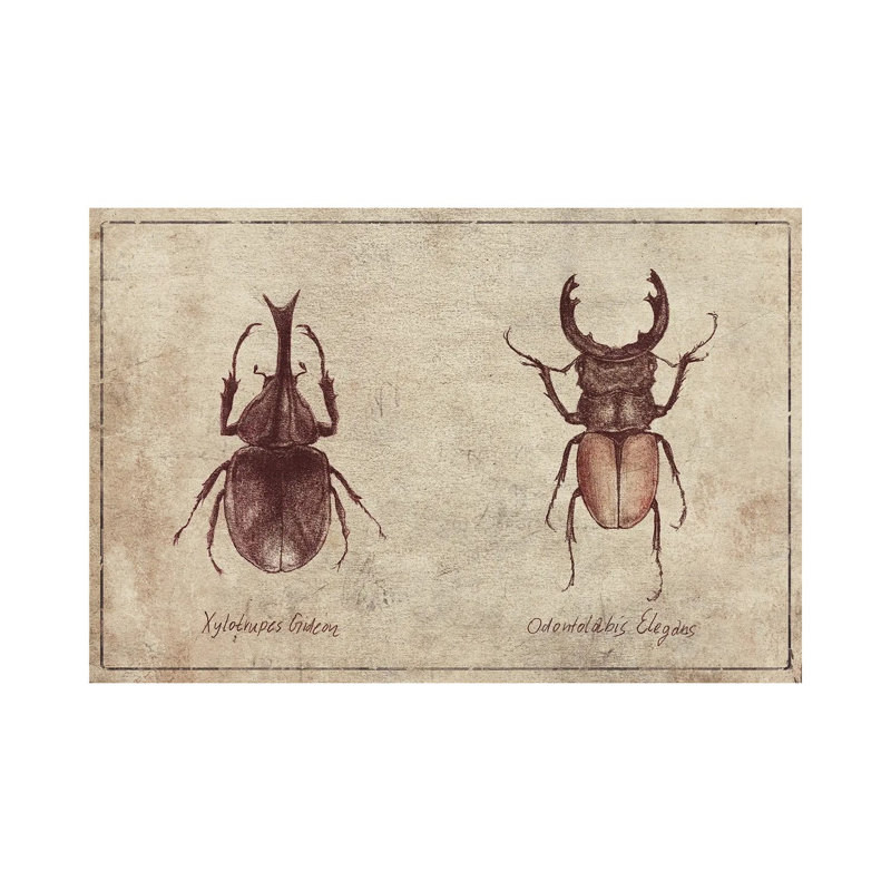 Xylotrupes Gideon-Odontolabis Elegans 2 by Mike Koubou - Wrapped Canvas Print, 30.48cm H x 45.72cm W x 1.9cm D