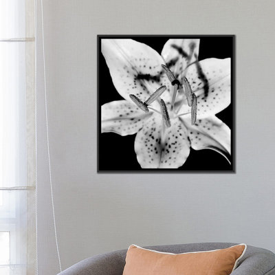 " Close Up Of Lily Flower " by Panoramic Images