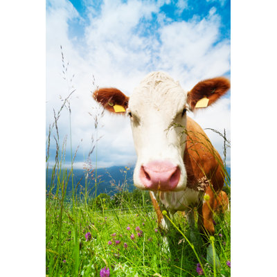 Cow's Snout by SerrNovik - Wrapped Canvas Print