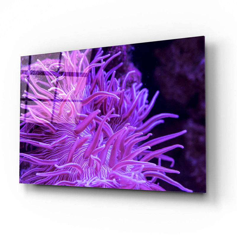 Anémone rayée longue tentacule par Epic Portfolio, H 12 po x l 16 po x P 0,13 po