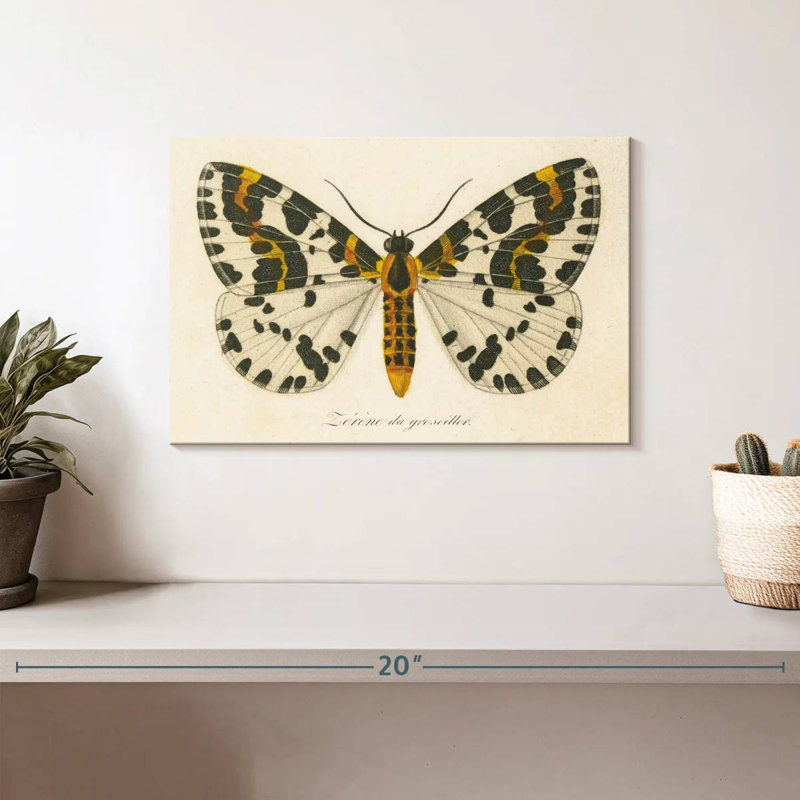 Brampt natures papillon IV, H 8 po x l 12 po