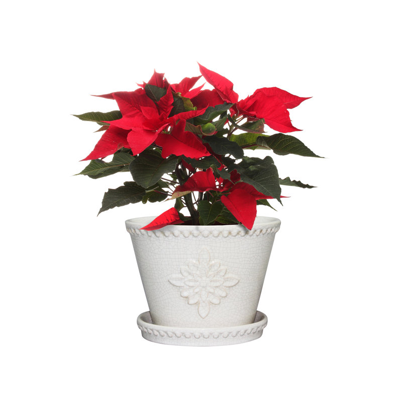 Lorna Ceramic Pot Planter with Saucer