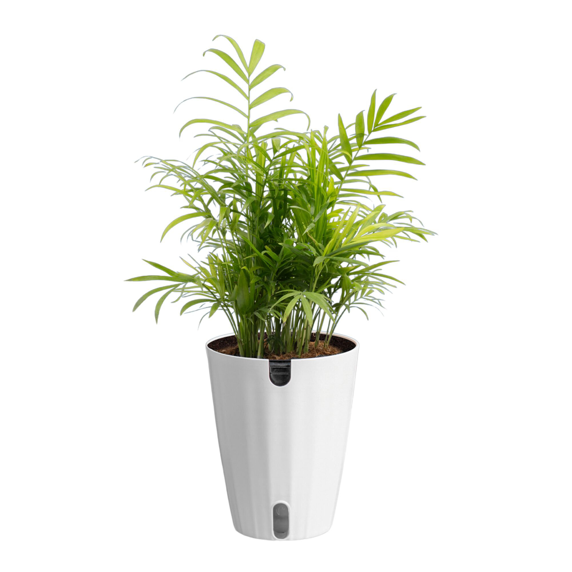 Costa Farms Neanthebella Palm House Plant in 5-inch Self-Watering Pot