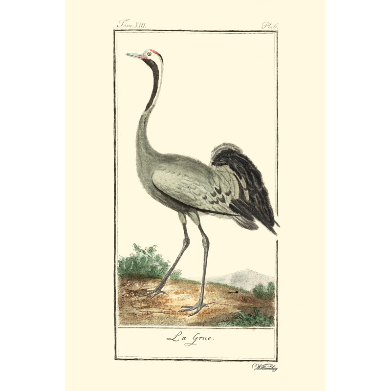 Buffon Cranes And Herons IV by Buffon - No Frame Painting on Canvas, 46cm H x 30cm W