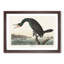 Florida Cormorant Bird by John Audubon - Picture Frame Painting Print-55575902-55575901