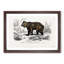 Brown Bear by Charles d'Orbigny - Picture Frame Painting Print-55512869-55512877