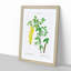 Laburnum Flowers in Yellow by Pierre-Joseph Redoute - Picture Frame Graphic Art Print-55609576-55609572