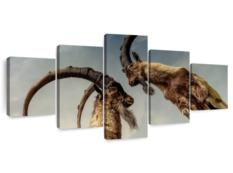 Horned Wild Goats