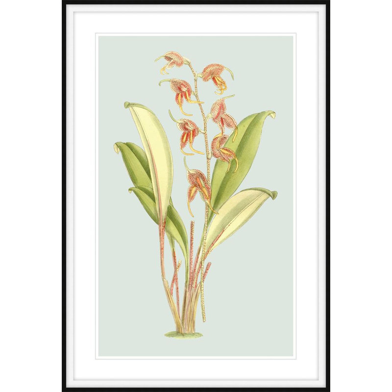 Forget Me Not 4 Print by Art House Studios, 29" H x 20" W x 2" D