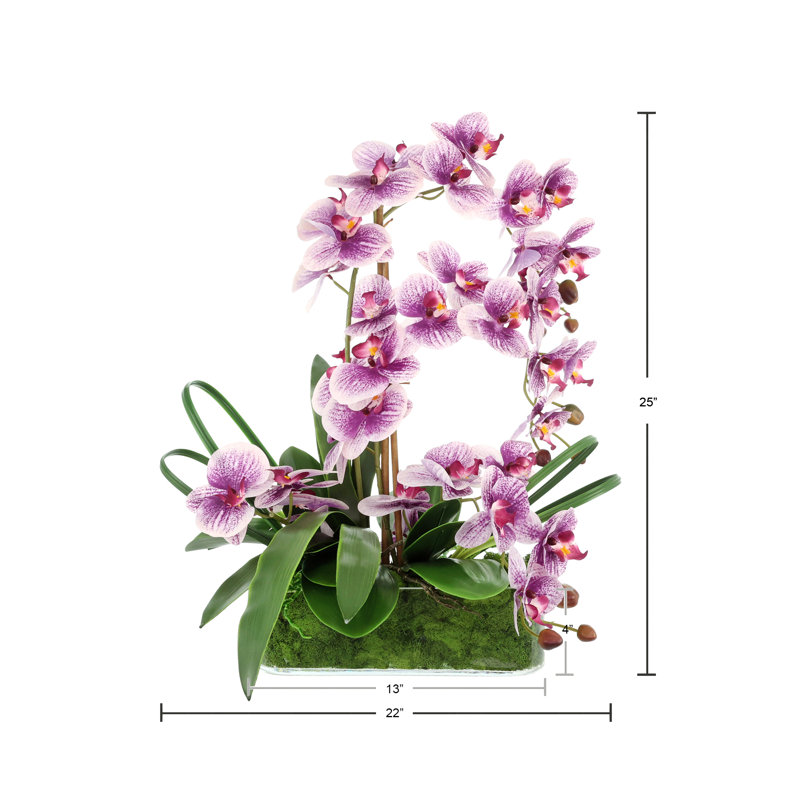 Orchid Arrangement in Pot