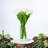 Tulip Arrangement in Vase-1660080176