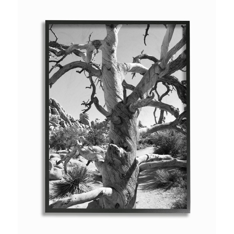 «Desert Tree», reproduction de photo, H 14 po x l 11 po, Cadre noir