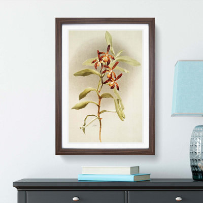 Magnolia Flowers Illustration Tab. 65 by Frederick Sander - Picture Frame Painting Print