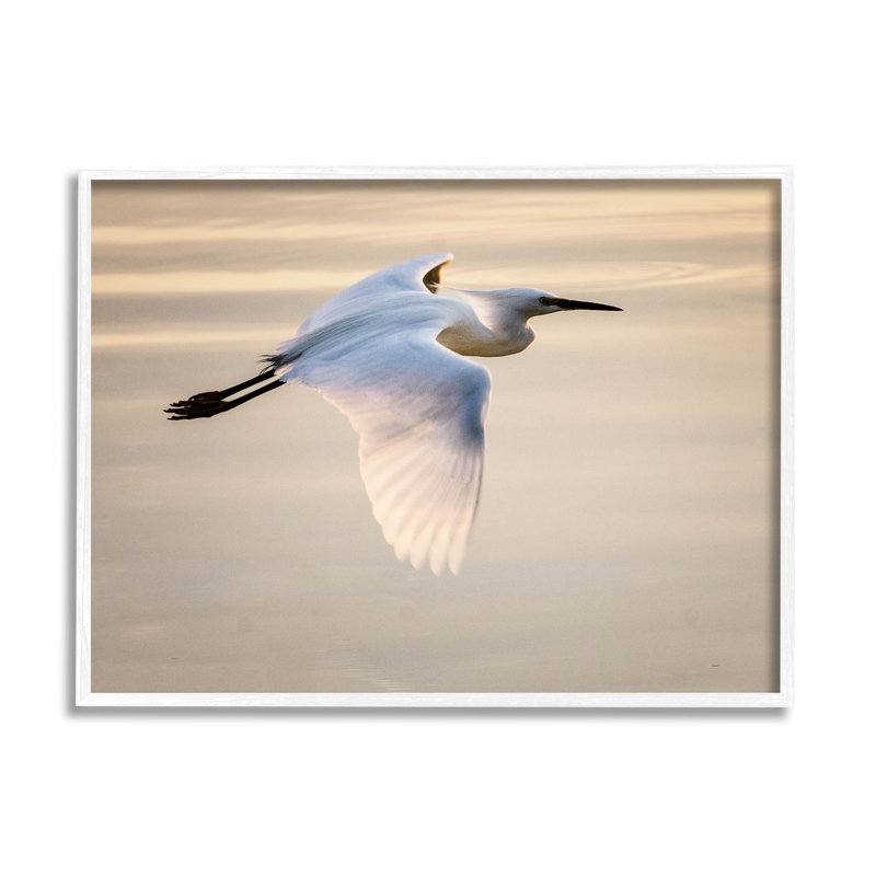 Aigrette glissant vue aérienne, art numérique par David Lorenz, H 11 po x l 14 po x P 1,5 po