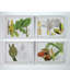 Tropical Foliage II Print