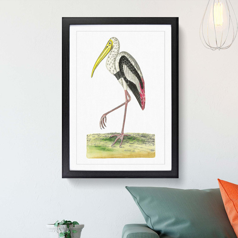 White Ibis by George Shaw - Framed Print, 48cm H x 36cm W x 2cm D, Black Framed