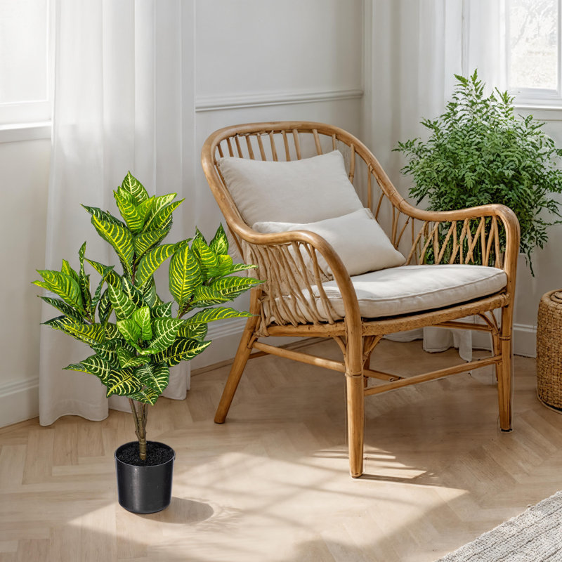 Plante zébrée 26 po Alocasia, H 26 po x l 16 po x P 16 po