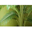 150cm Faux Palm Tree in Pot Liner