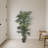 Golden Cane Palm Silk Tree