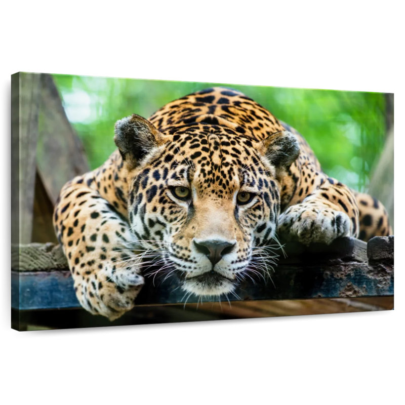 Crowle Lazy Leopard, 20" H x 30" W