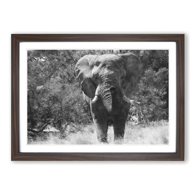 The Majestic Elephant - Picture Frame Photograph Print, 24cm H x 33cm W x 2cm D, Walnut