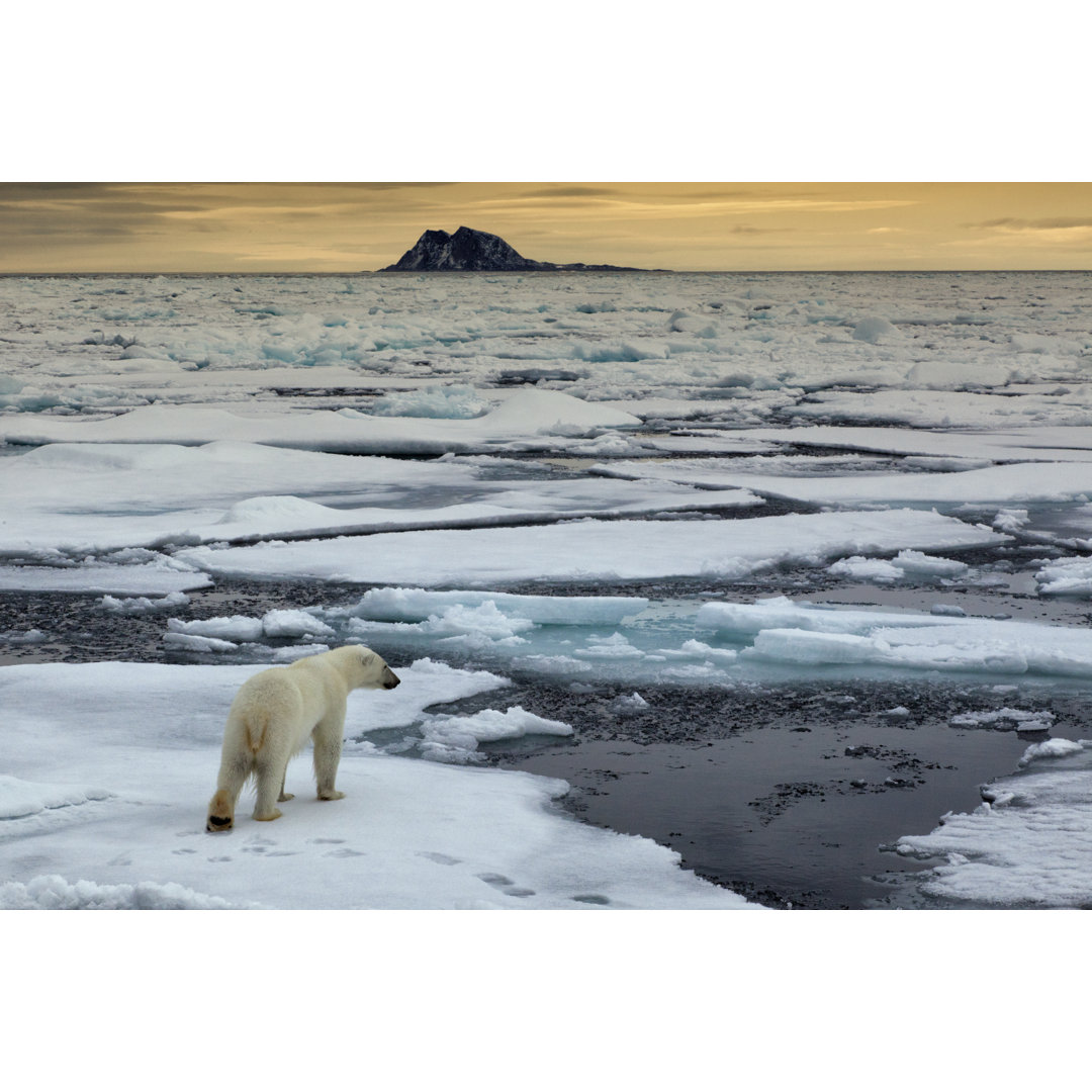 Leinwandbild Thalarctos Maritimus Polar Bear