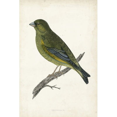 Morris Greenfinch - Wrapped Canvas Print