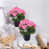 Rose est en rupture de stock