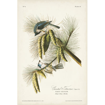 Pl. 39 mésange à crête 39