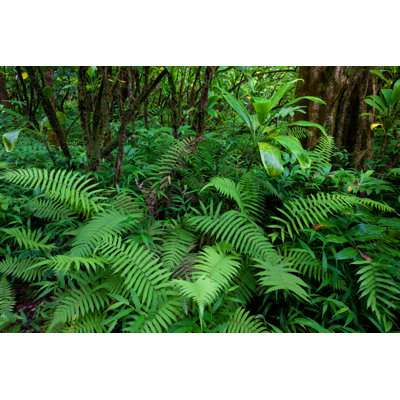 Tropical Rain Forest by Wingmar